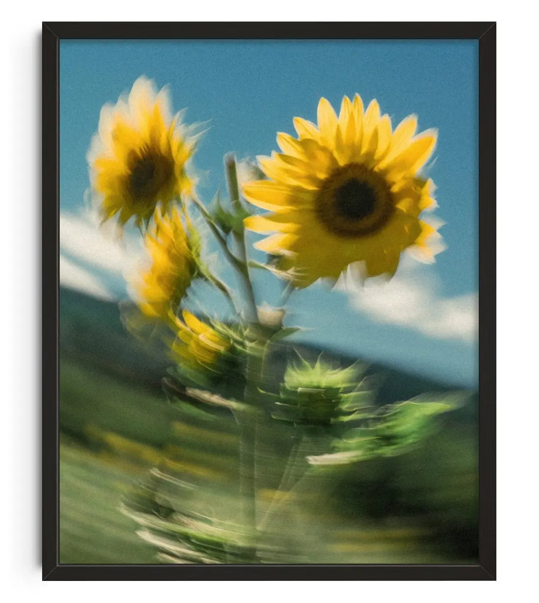 Sunflower Sway