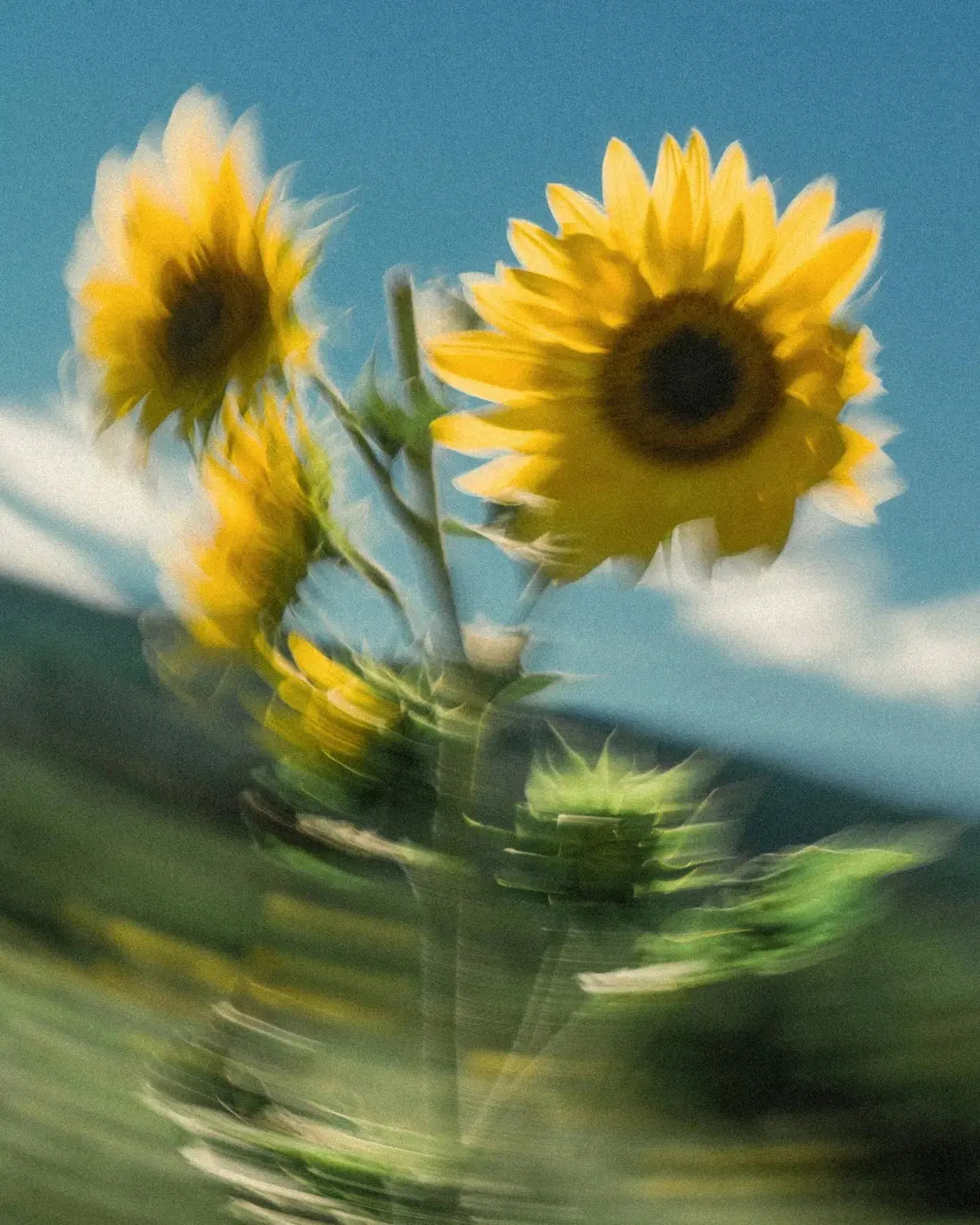 Sunflower Sway