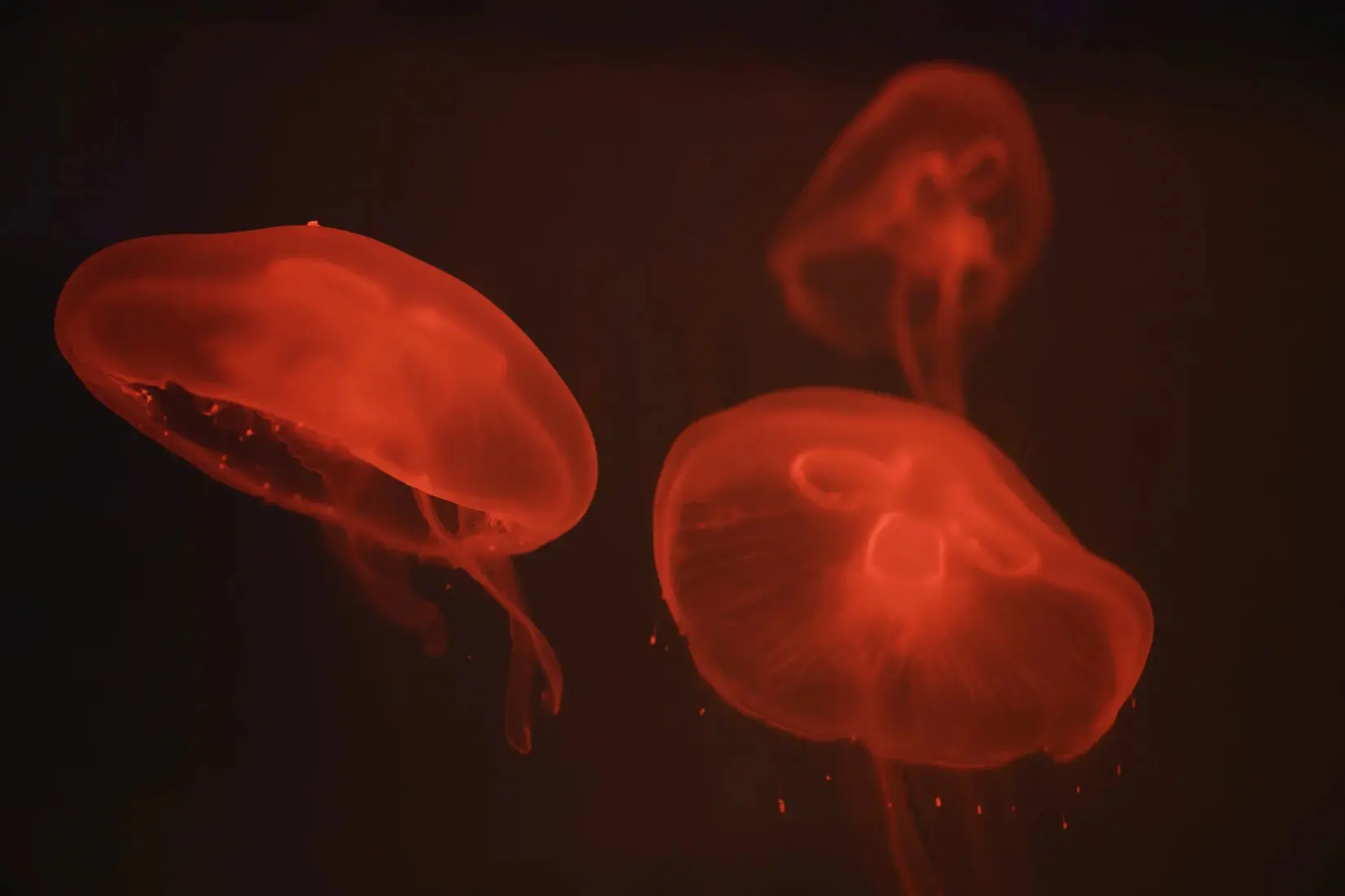 At the aquarium #4