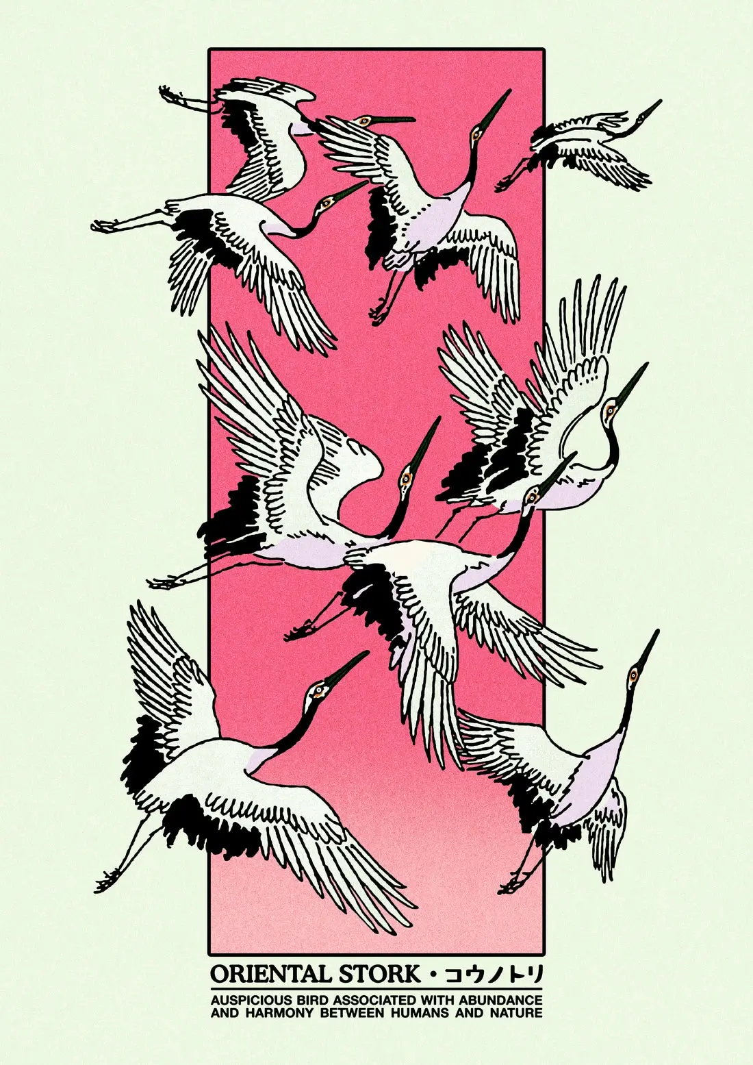 Oriental Stork
