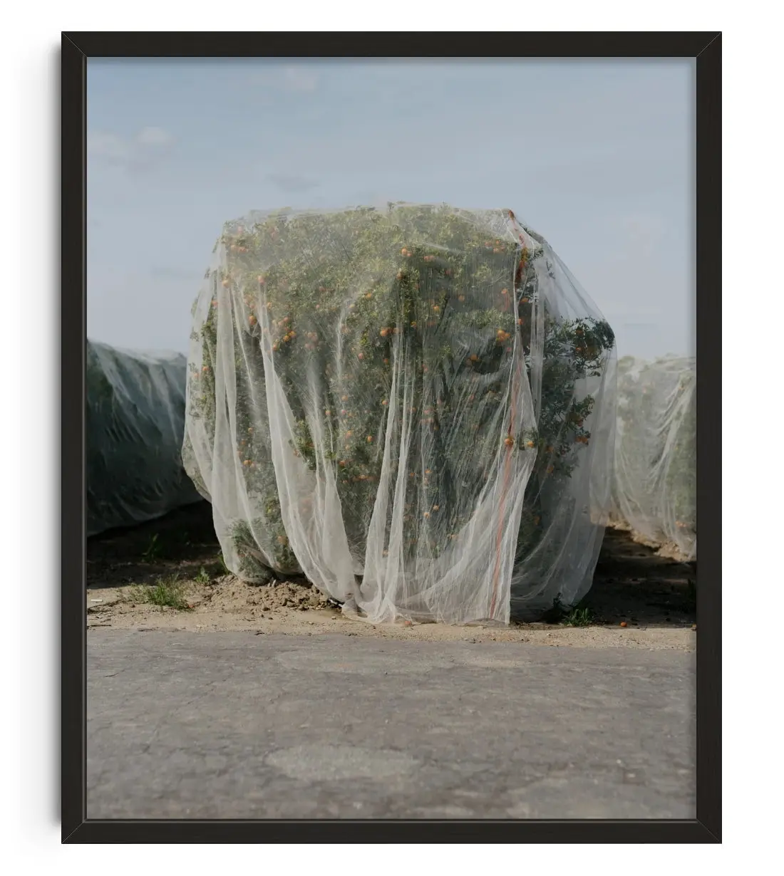 Netted