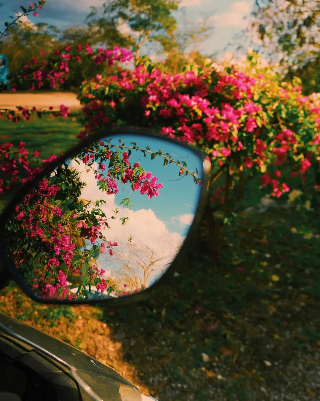 Mirror Bloom