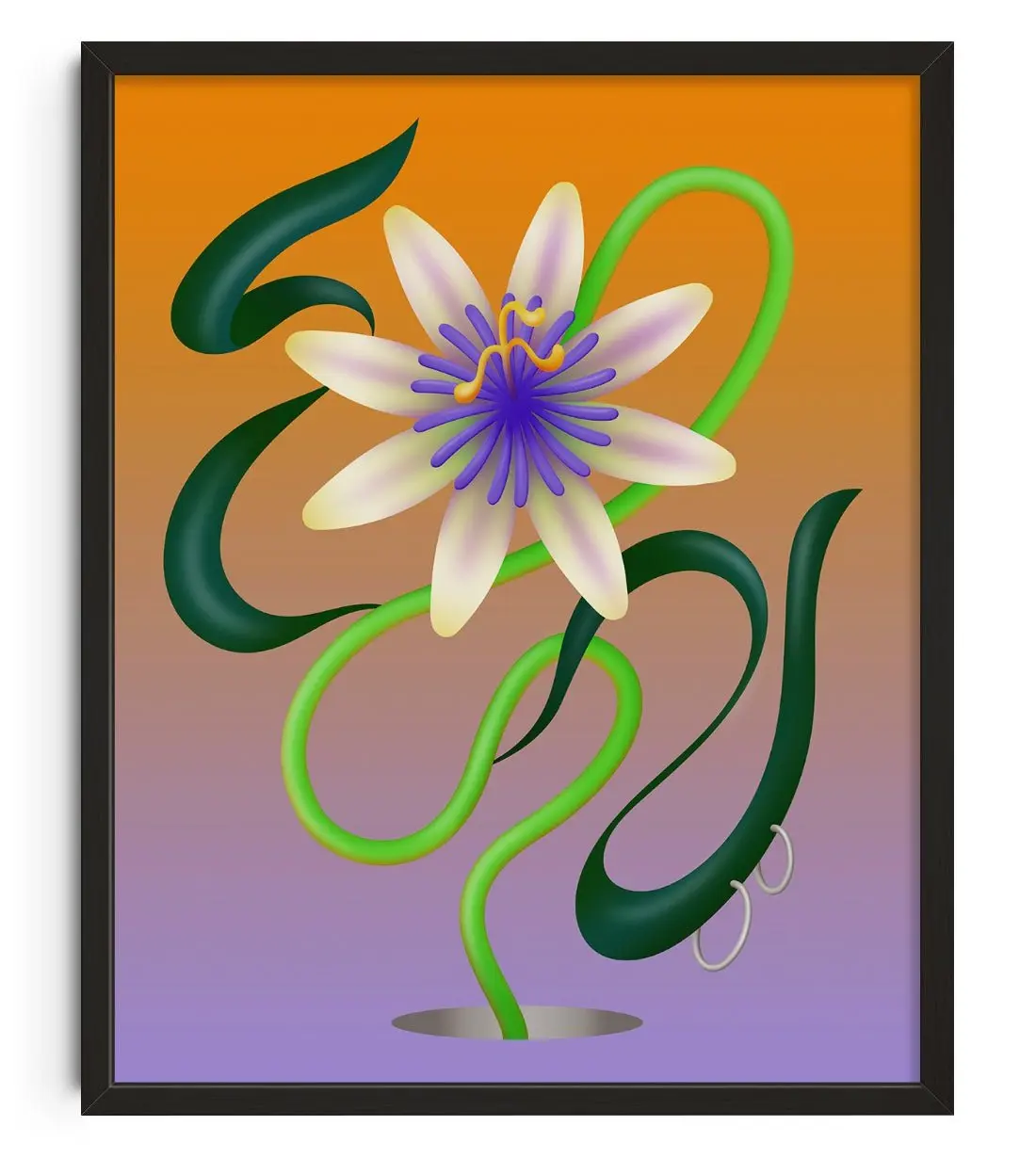 1538-passiflore-1.webp Passiflore