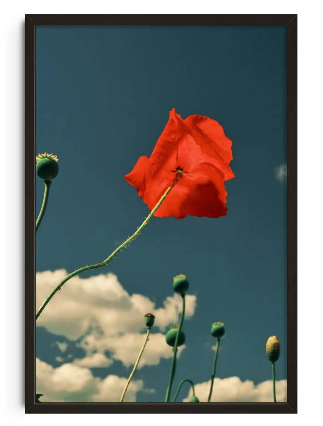 East London poppies