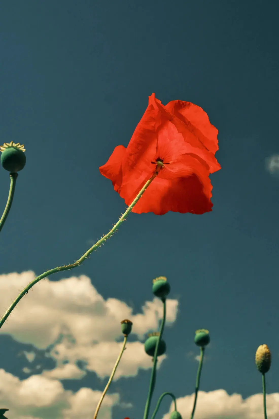 East London poppies