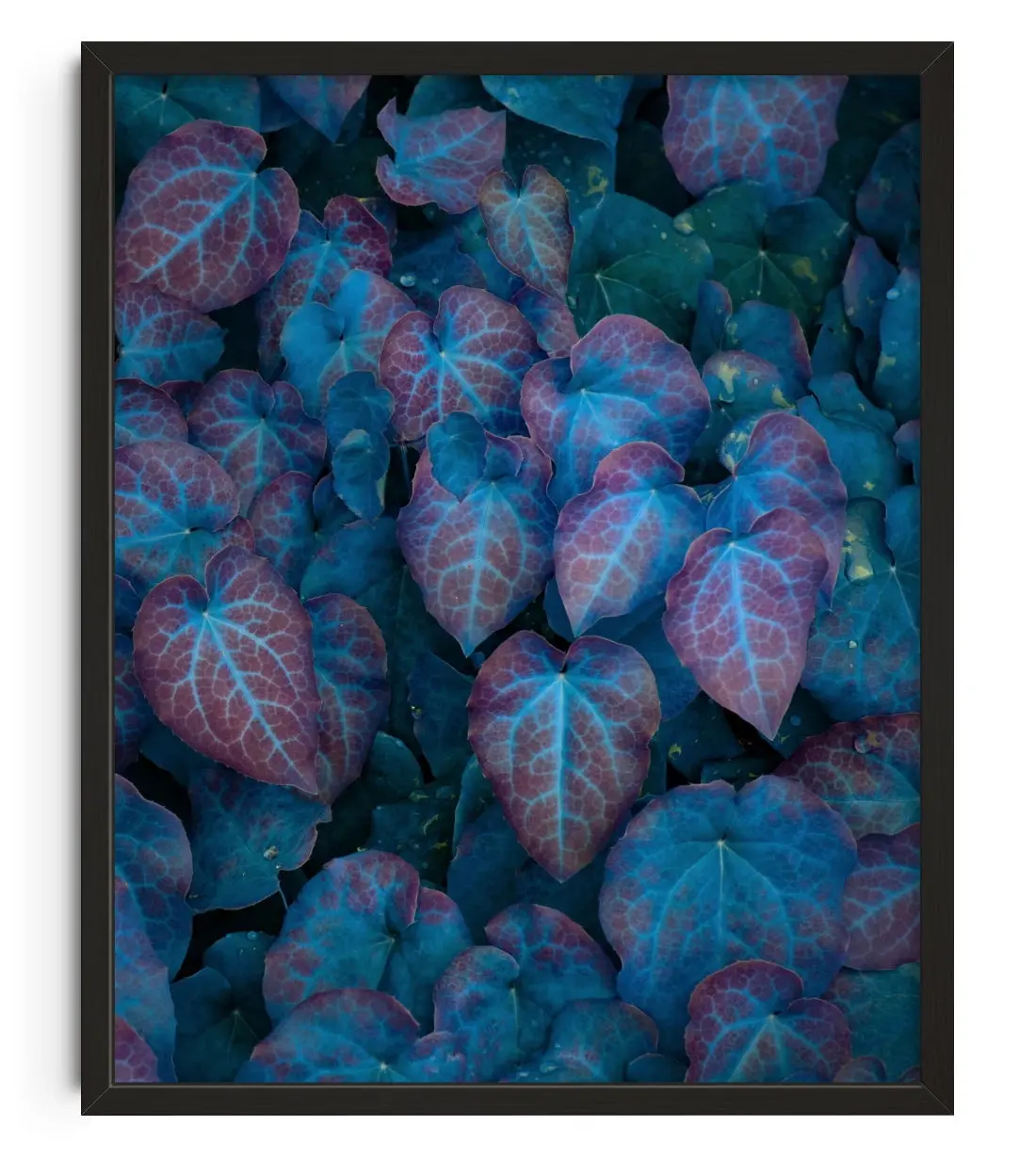 Barrenwort