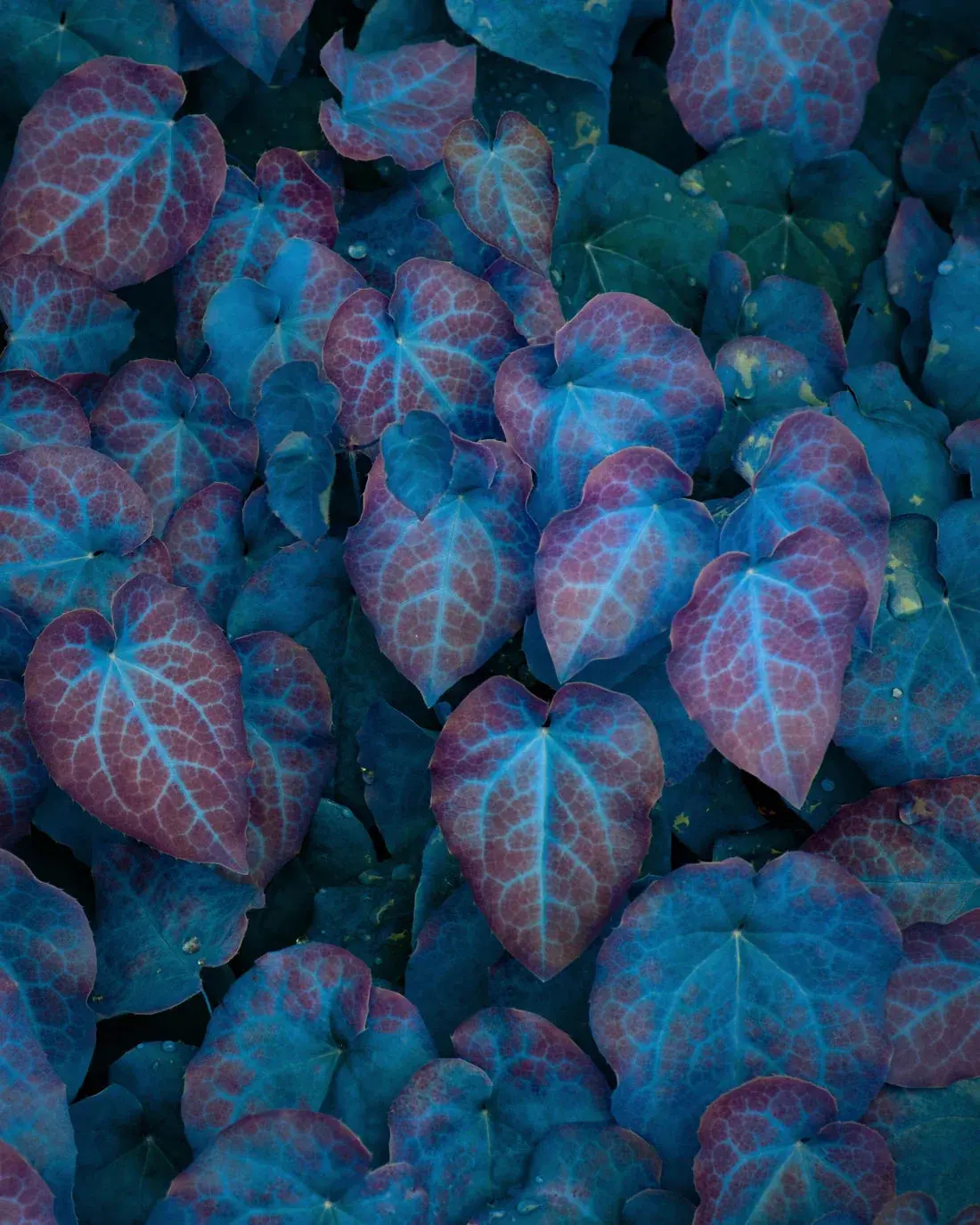 Barrenwort
