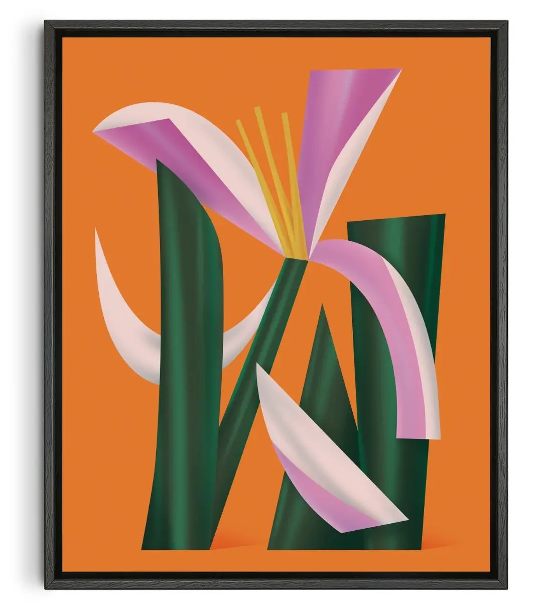 Lilium