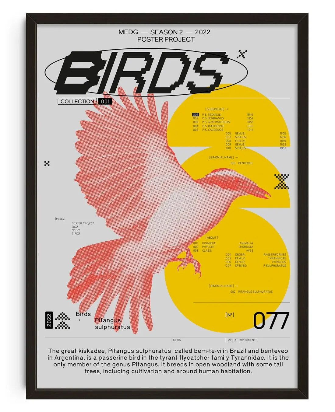 20242-birds-1.webp Birds