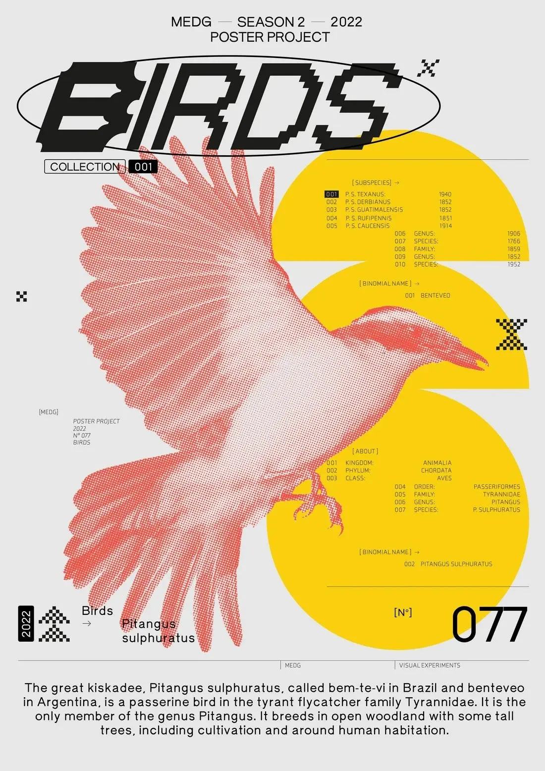 20242-birds-2.webp Birds