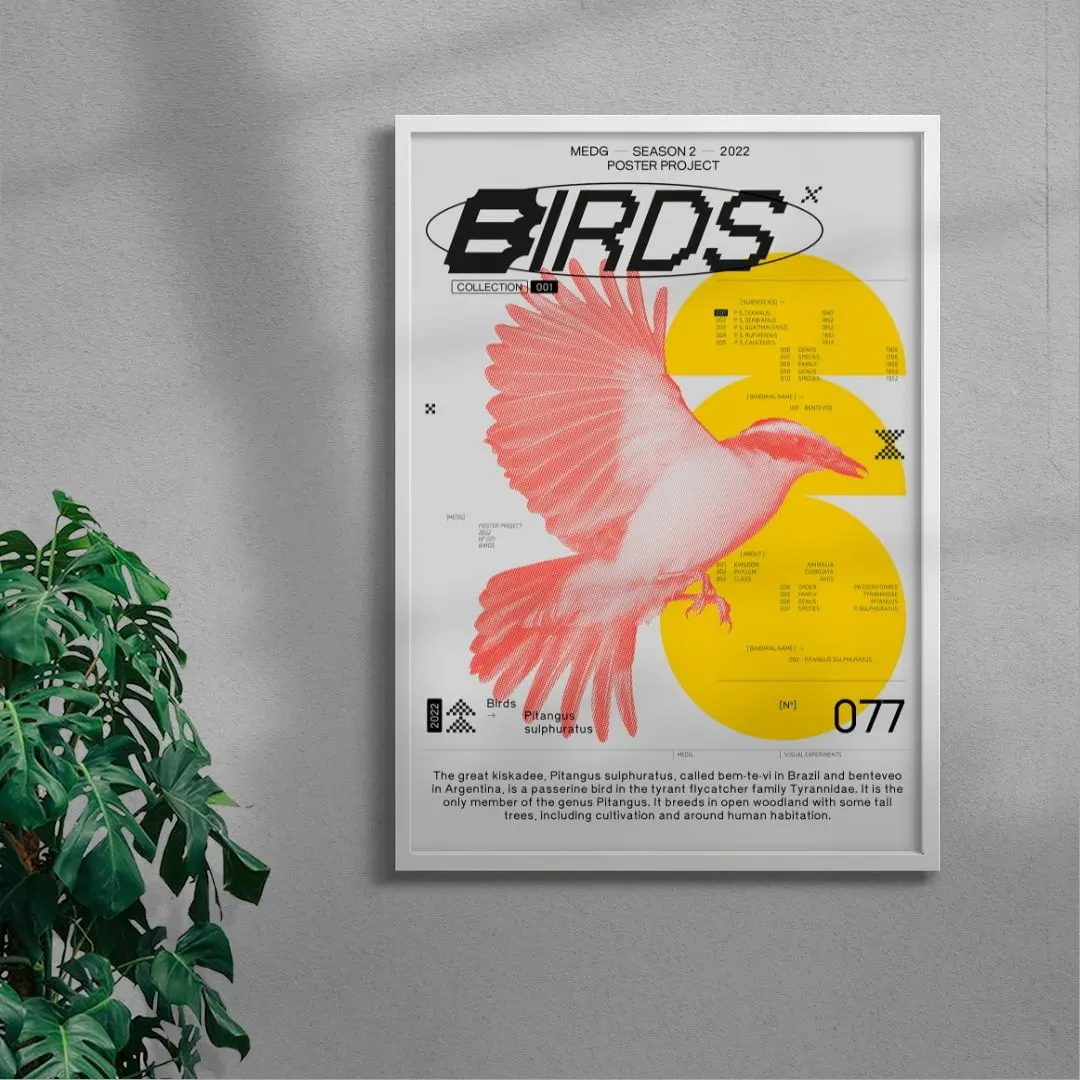 20242-birds-5.webp Birds
