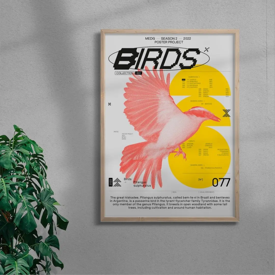 20242-birds-6.webp Birds