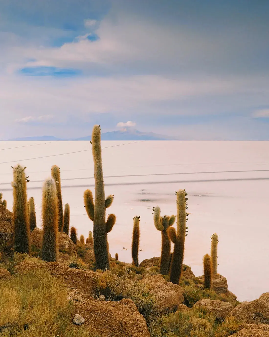 Salty Cacti
