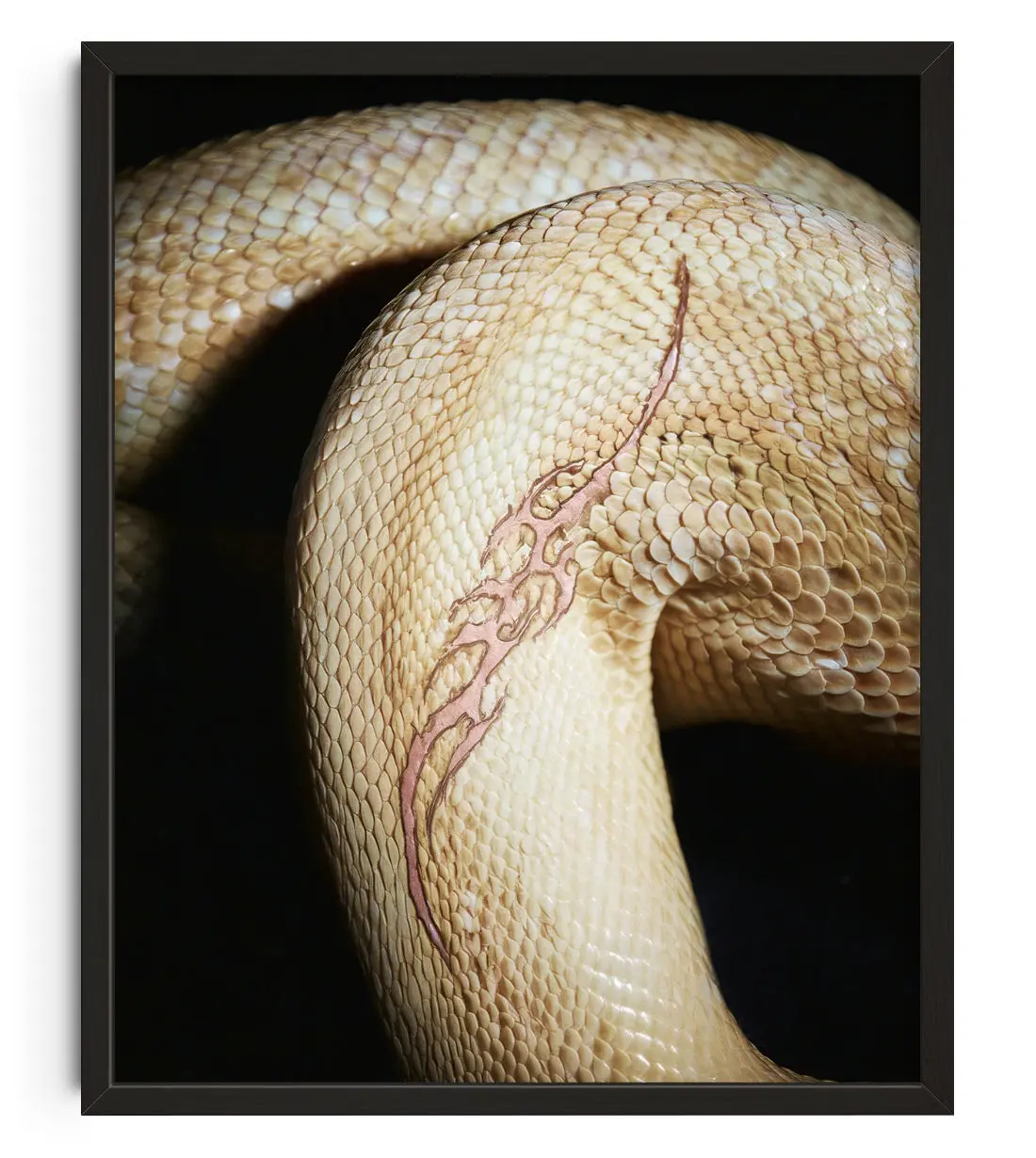 2337-white-poison-1.webp WHITE POISON