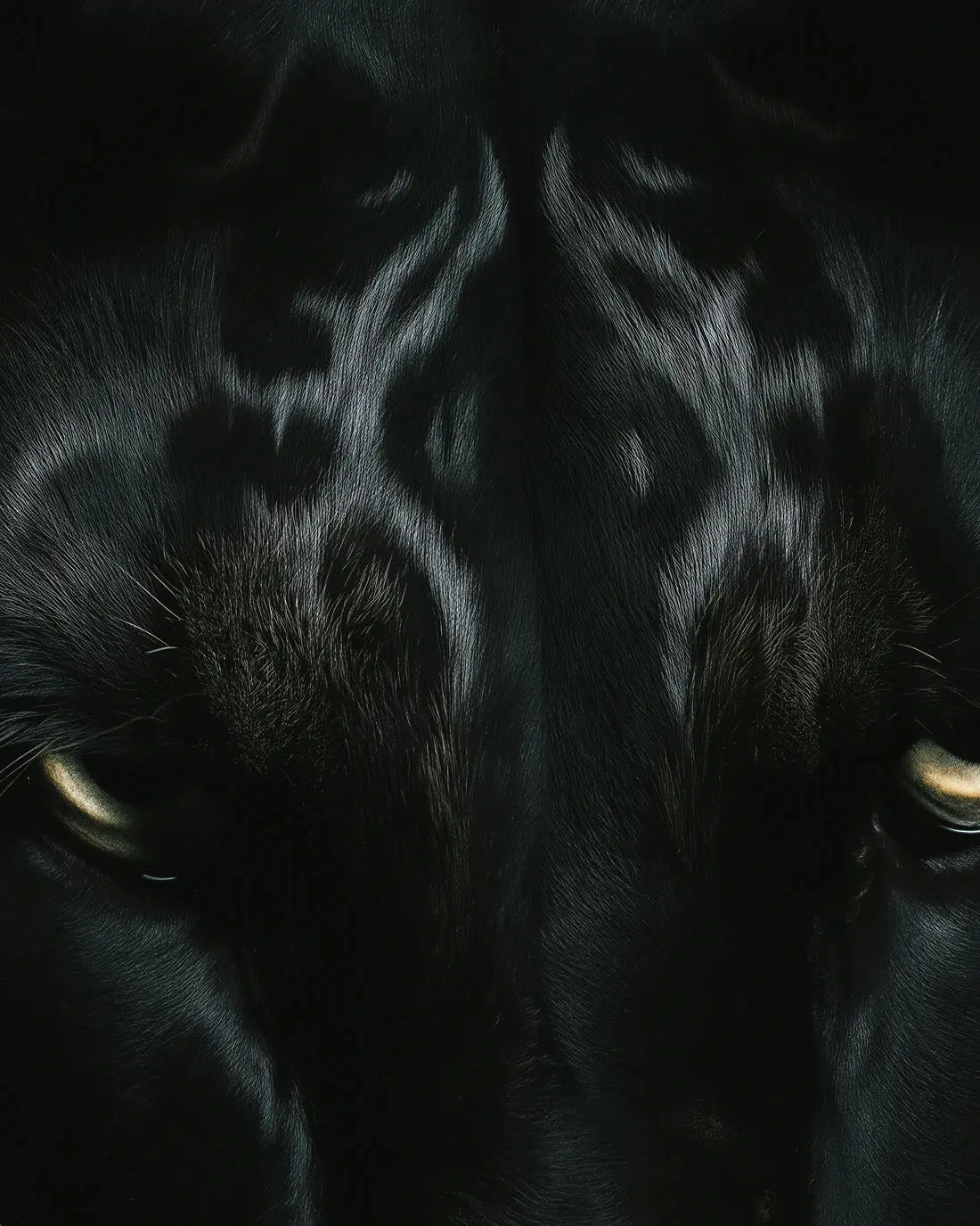 2362-black-lord-2.webp BLACK LORD