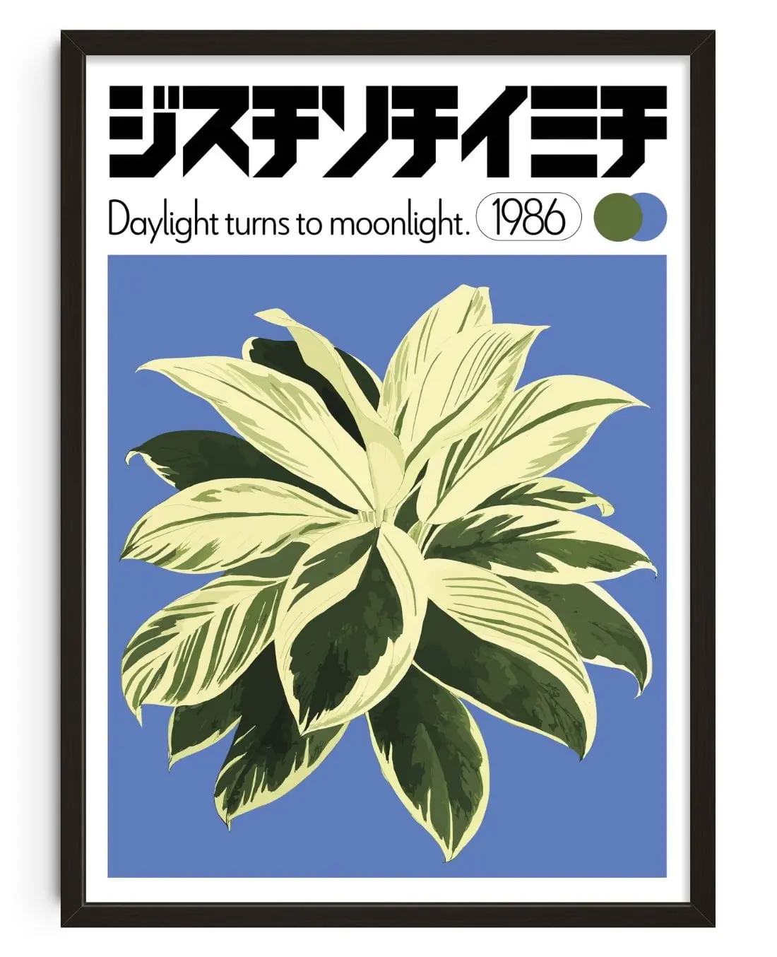 27088-dracaena-1.webp Dracaena