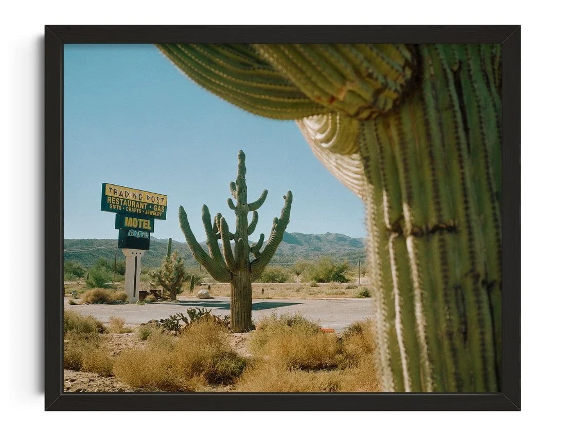 273-framing-saguaros-1.webp Framing Saguaros