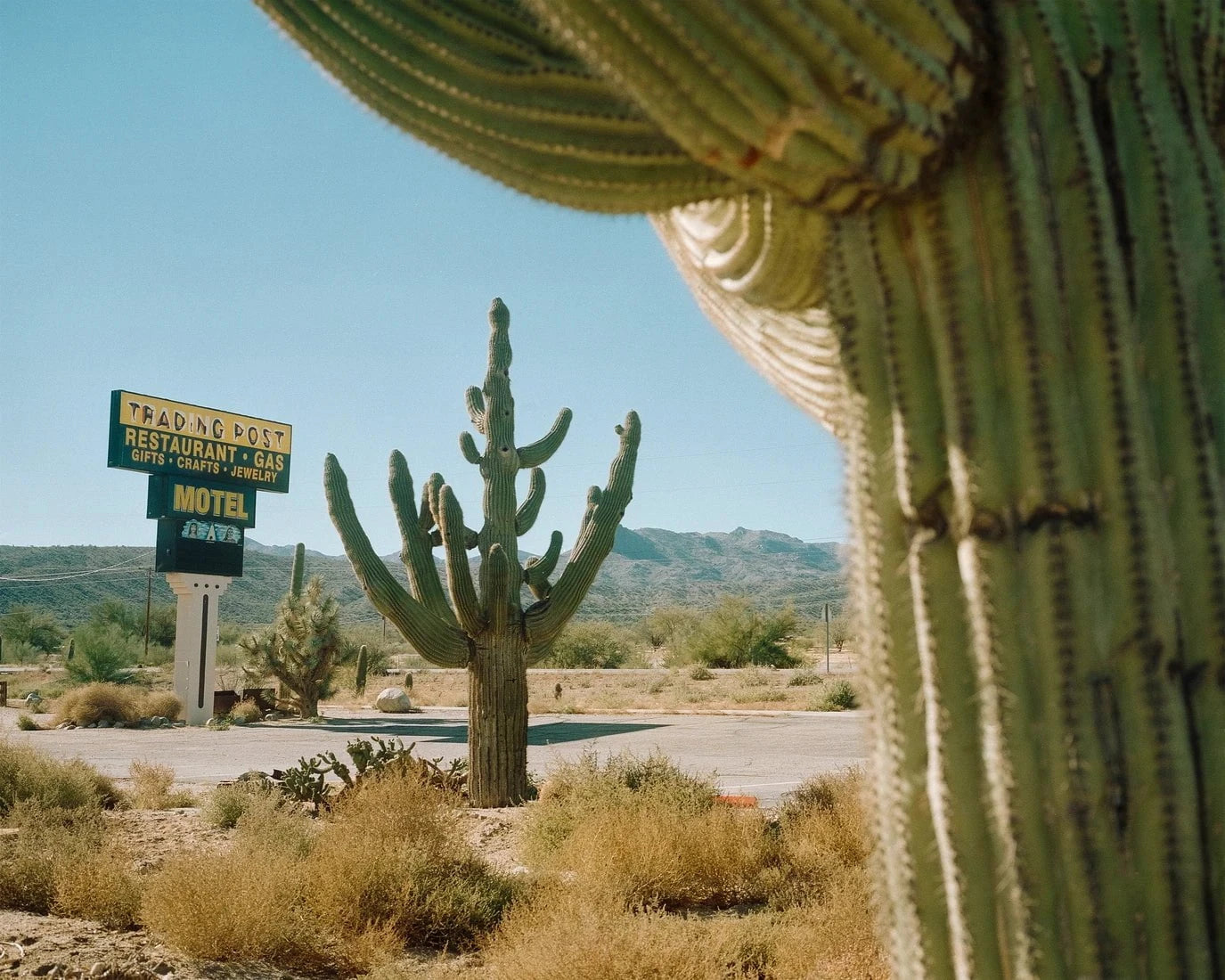 Framing Saguaros