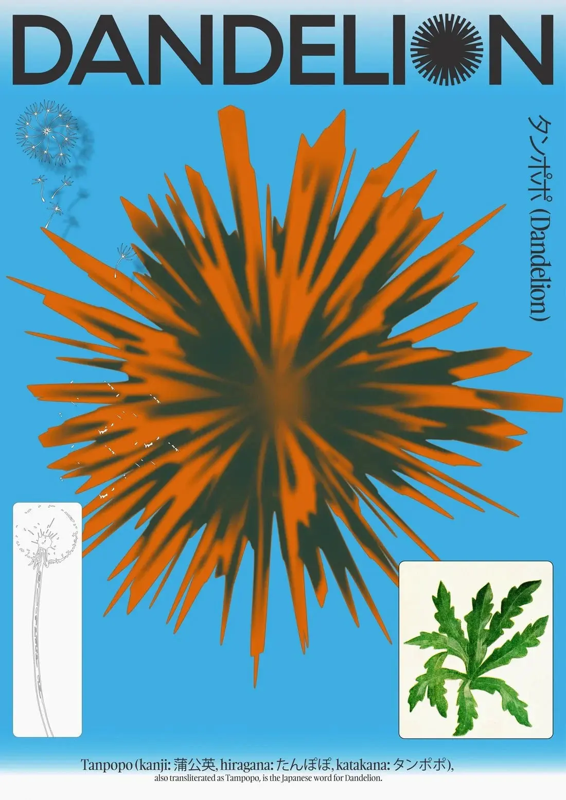 33291-dandelion-2.webp Dandelion