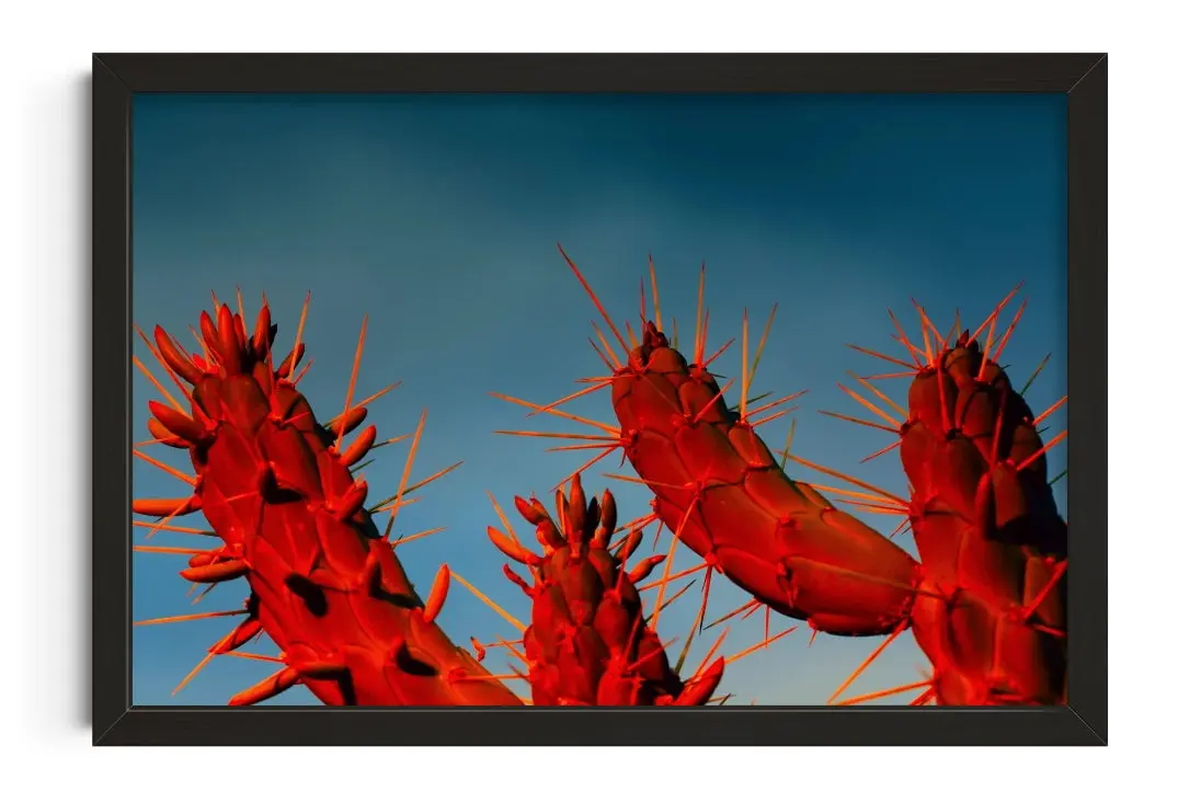 Crimson Cactus