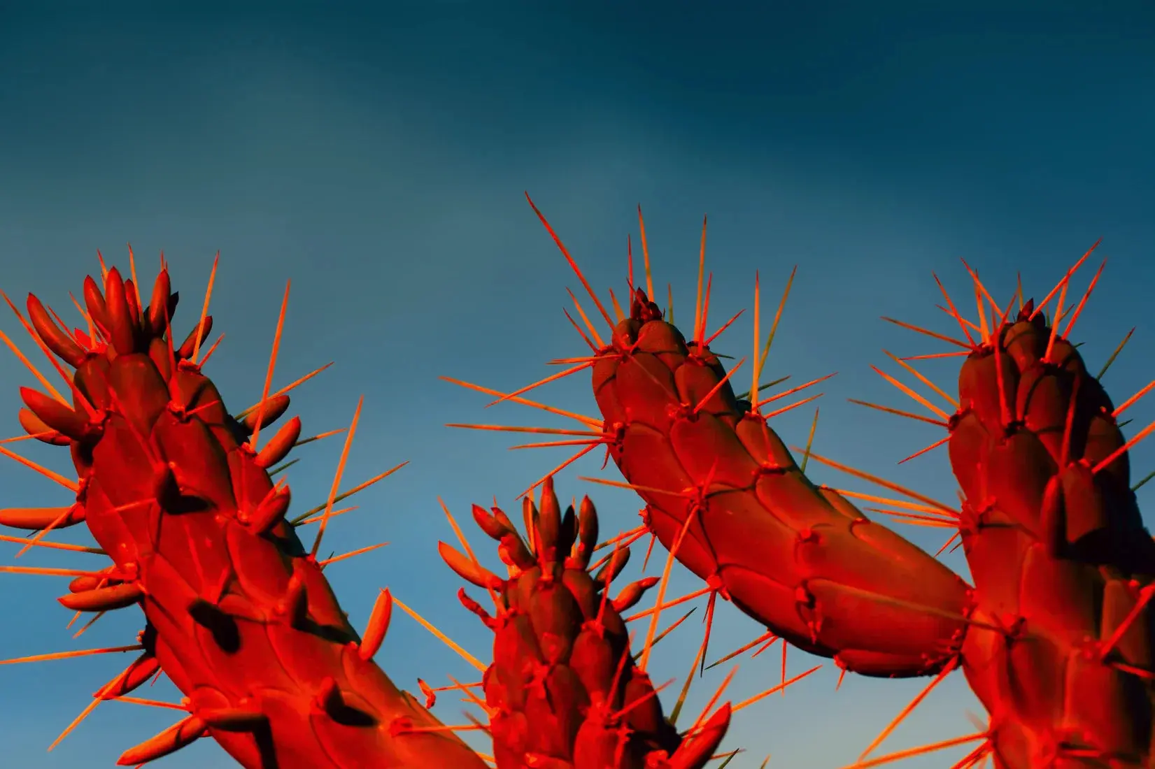 Crimson Cactus