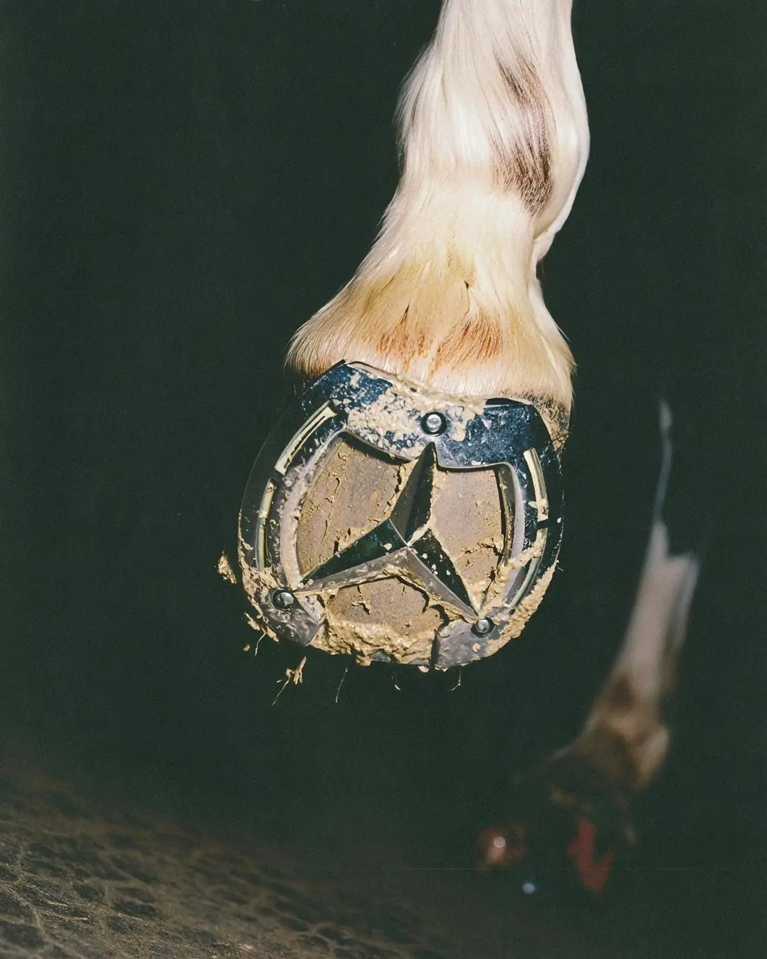 THE HORSE