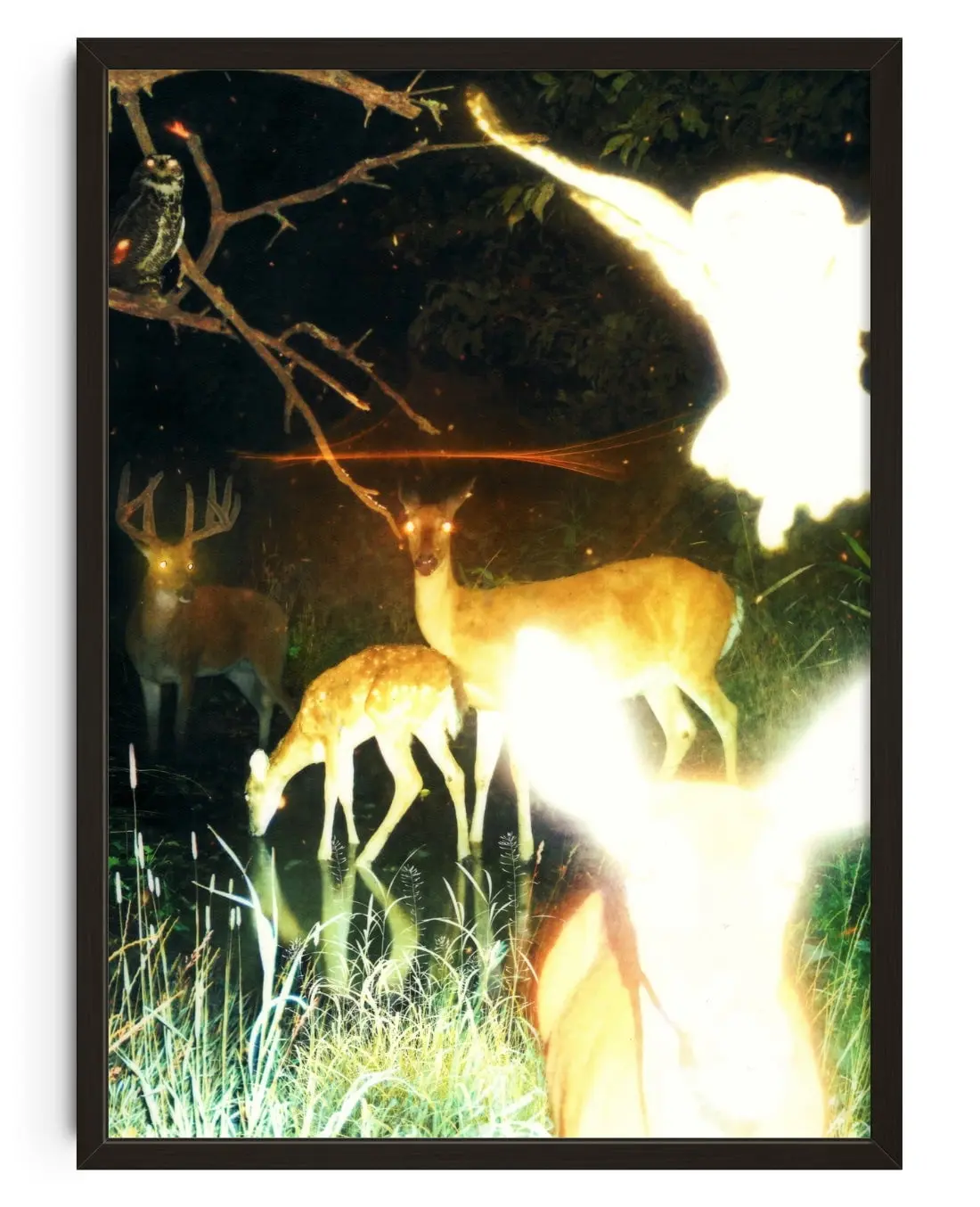 Trail Cam