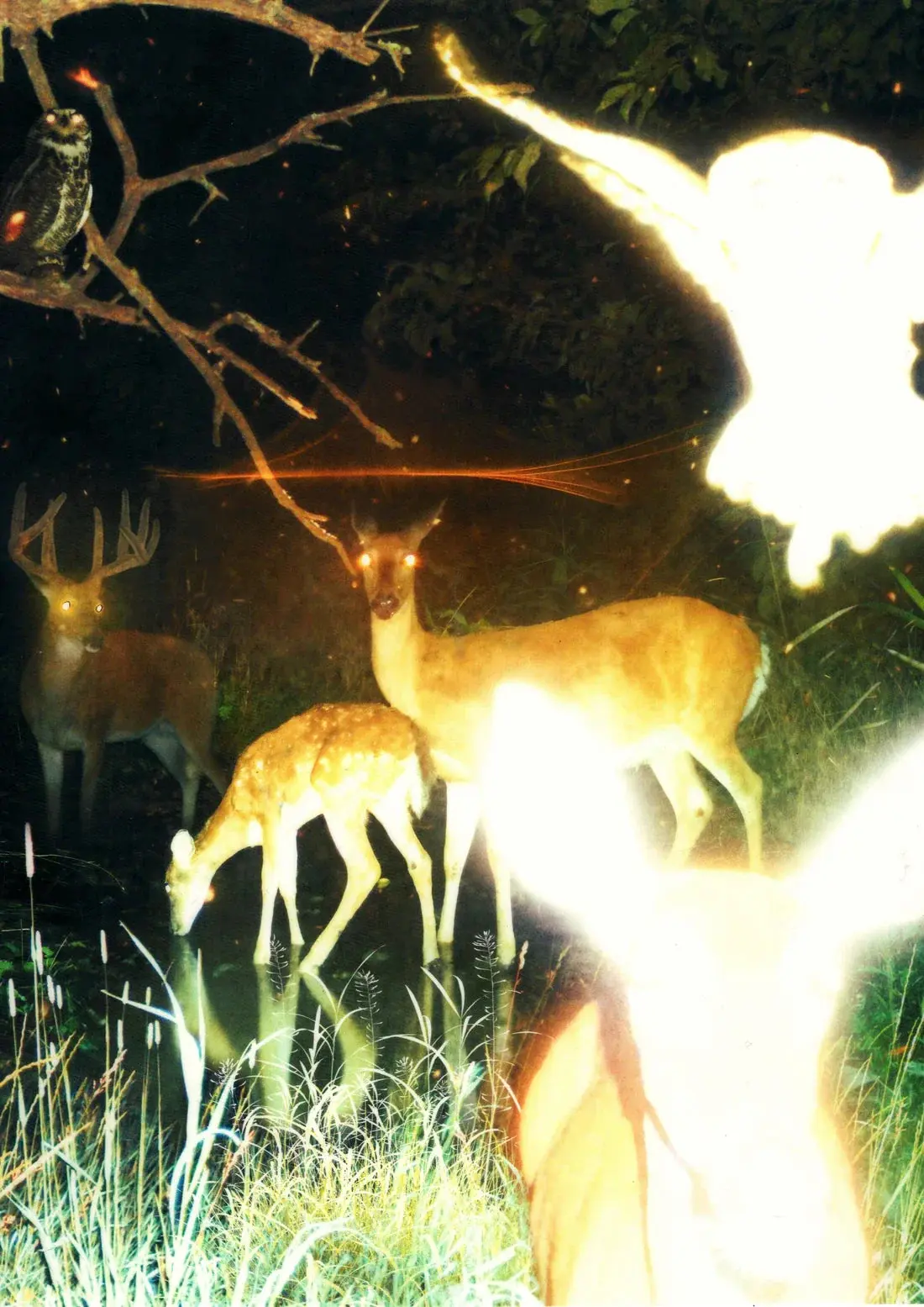 Trail Cam