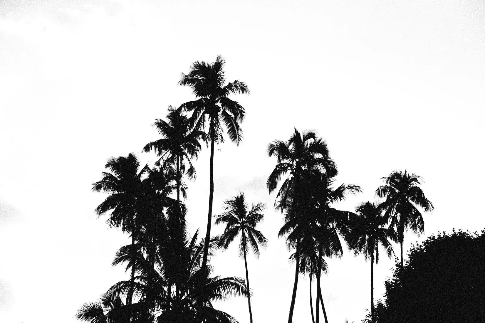 Palm Silhouettes