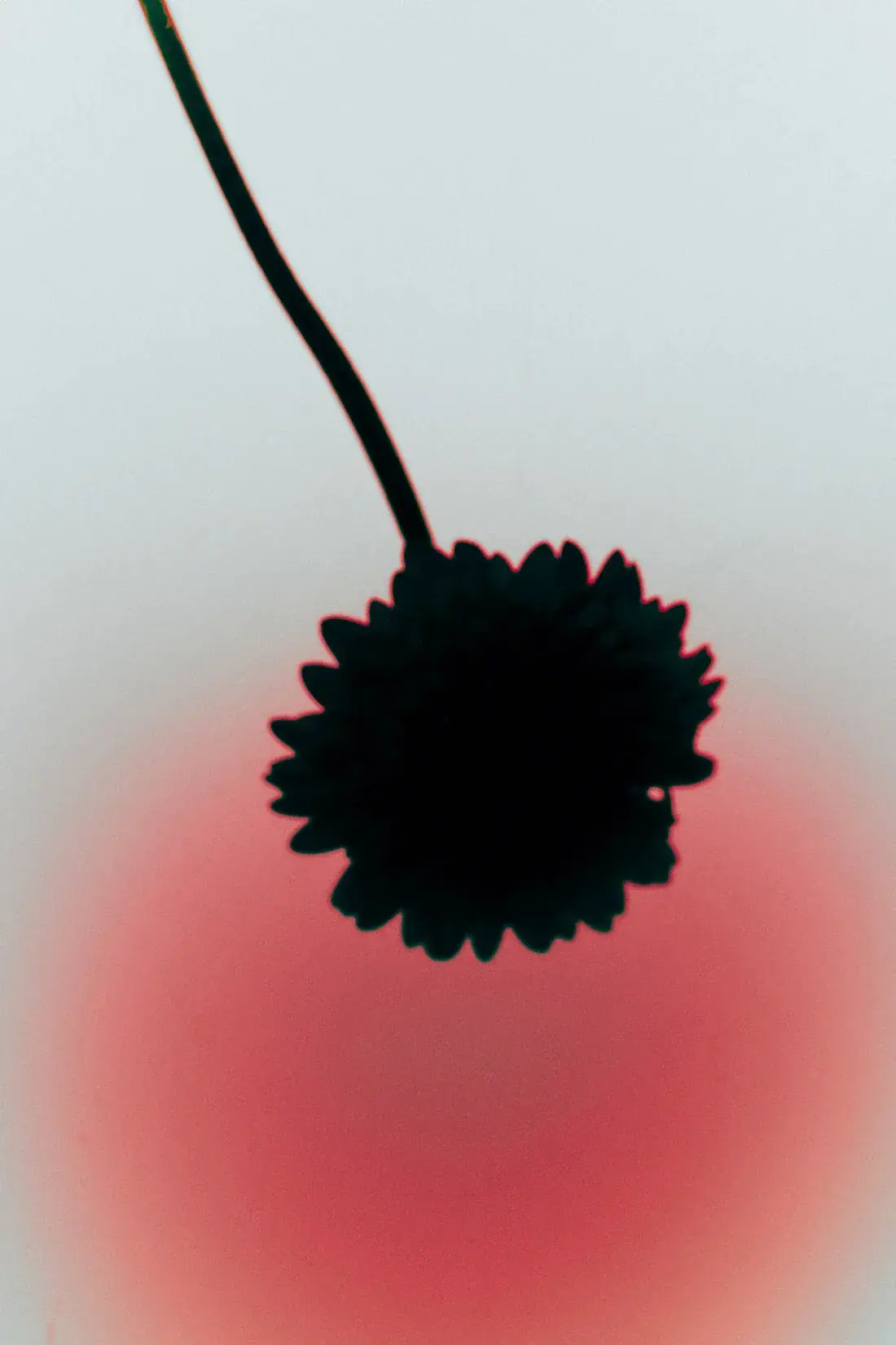 Flower Silhouette