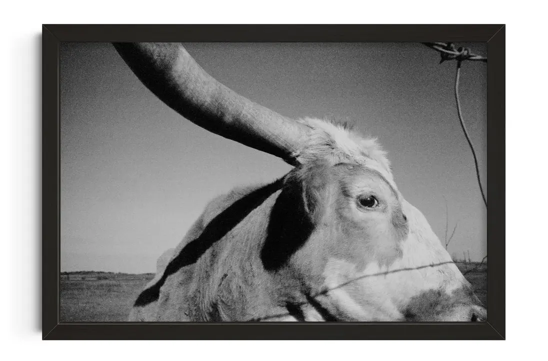 Longhorn Gaze