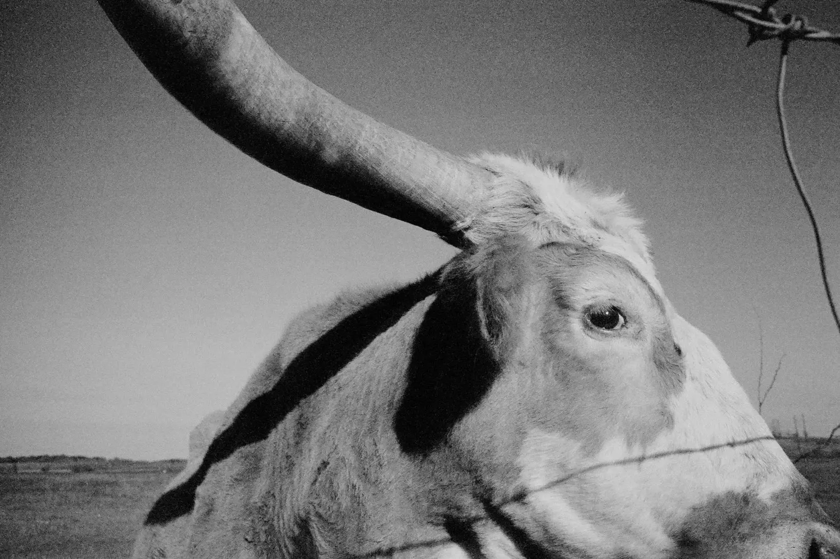 Longhorn Gaze