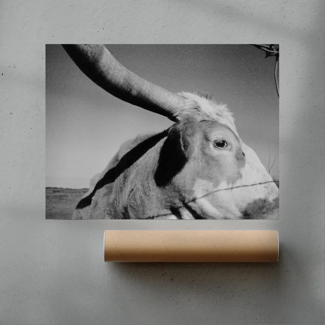 Longhorn Gaze