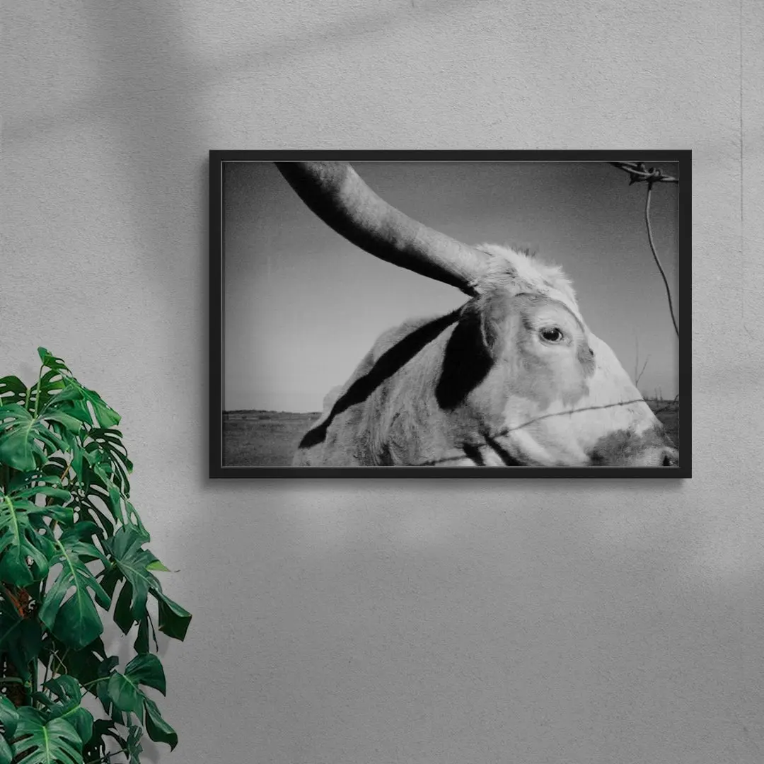 Longhorn Gaze