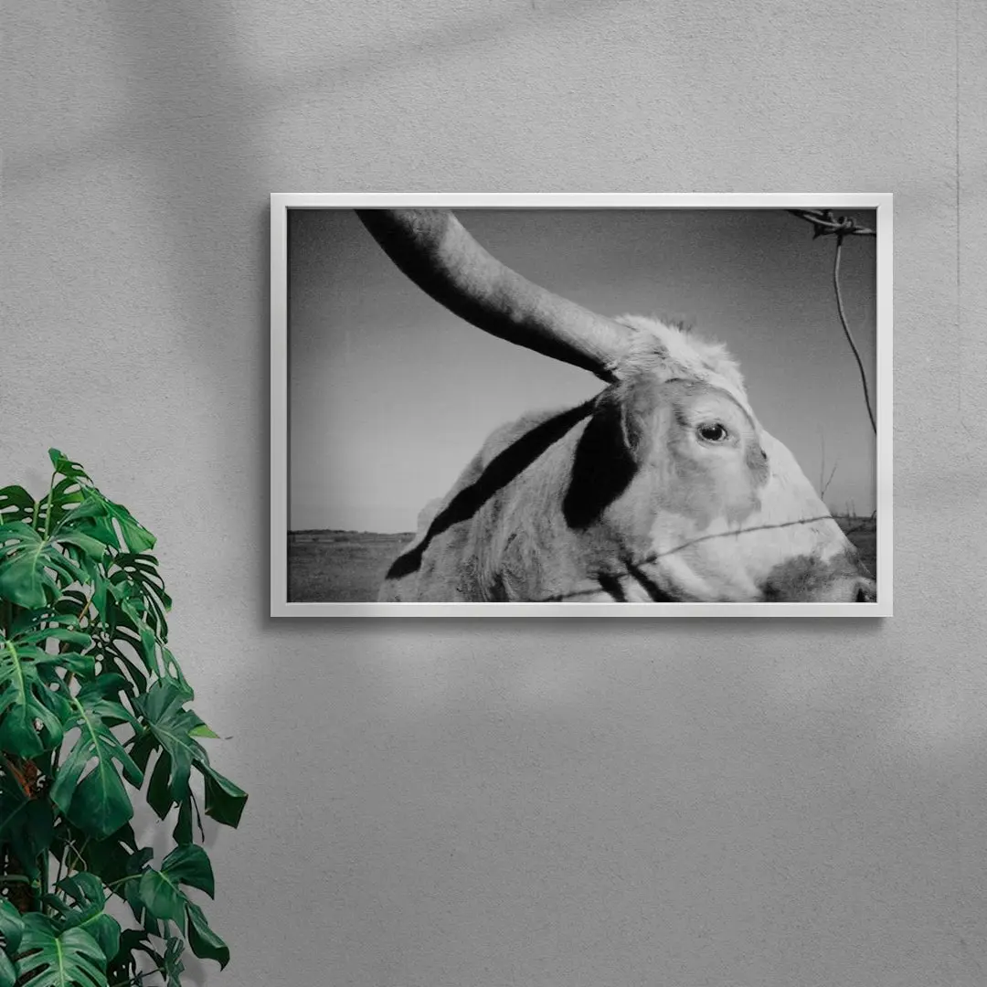 Longhorn Gaze