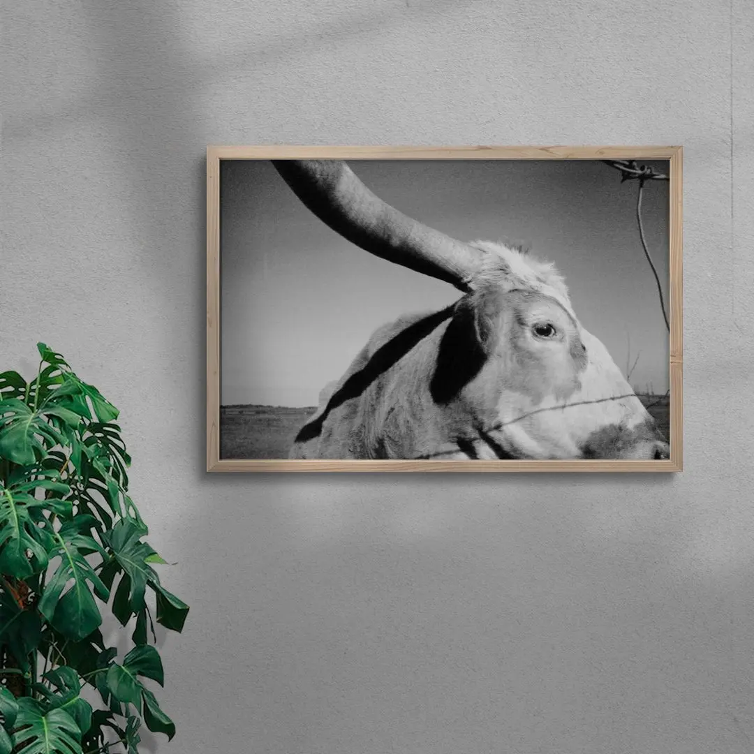 Longhorn Gaze