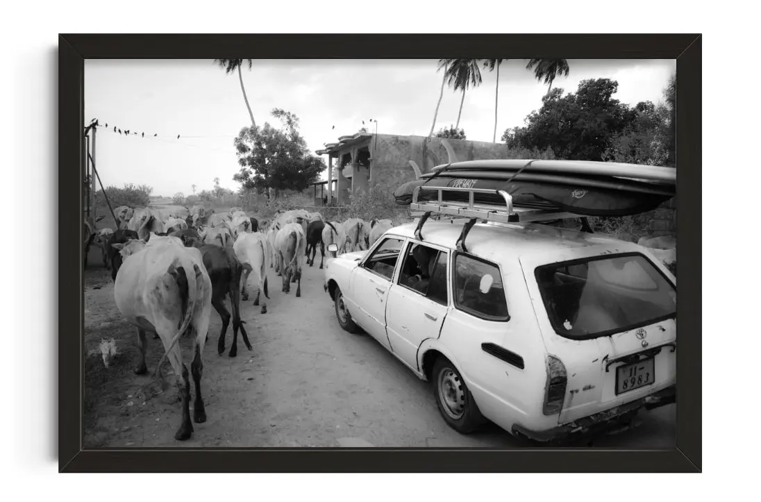 39532-jungle-traffic-1.webp Jungle Traffic
