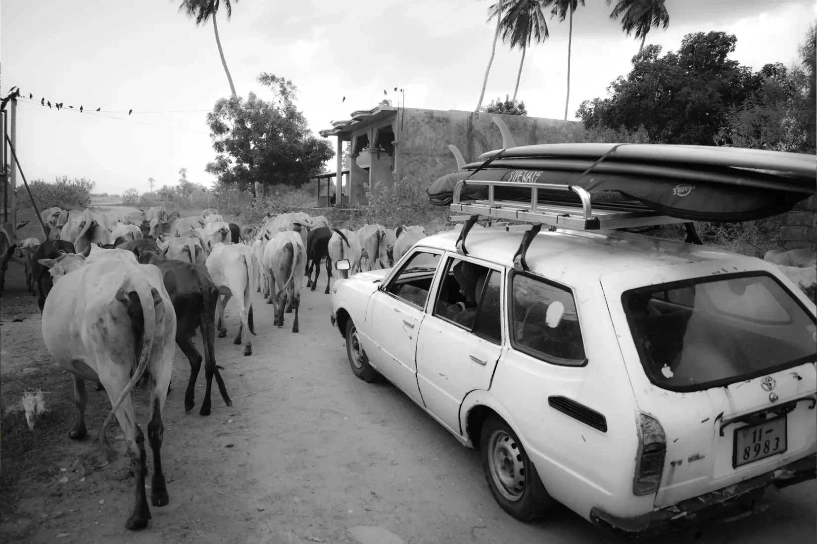 Jungle Traffic