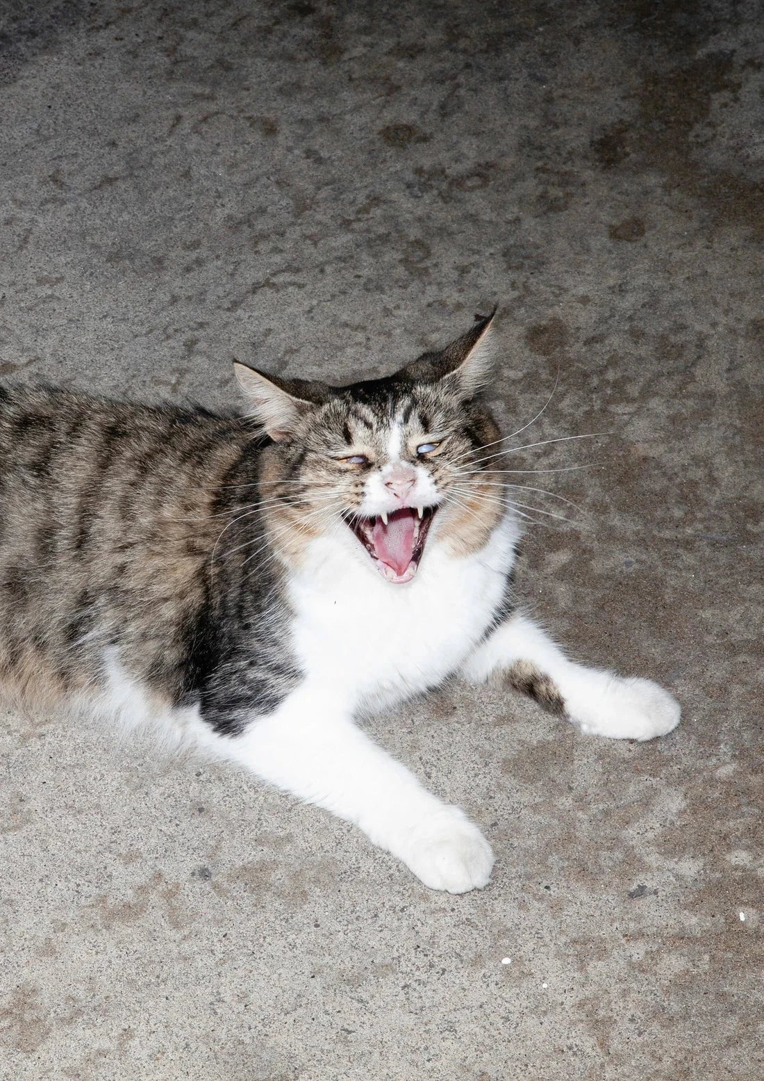 Cat Face