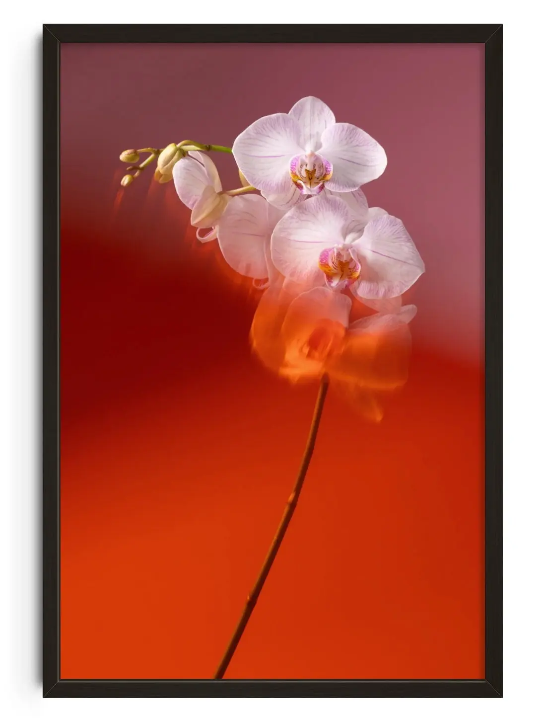 Blushing Orchid