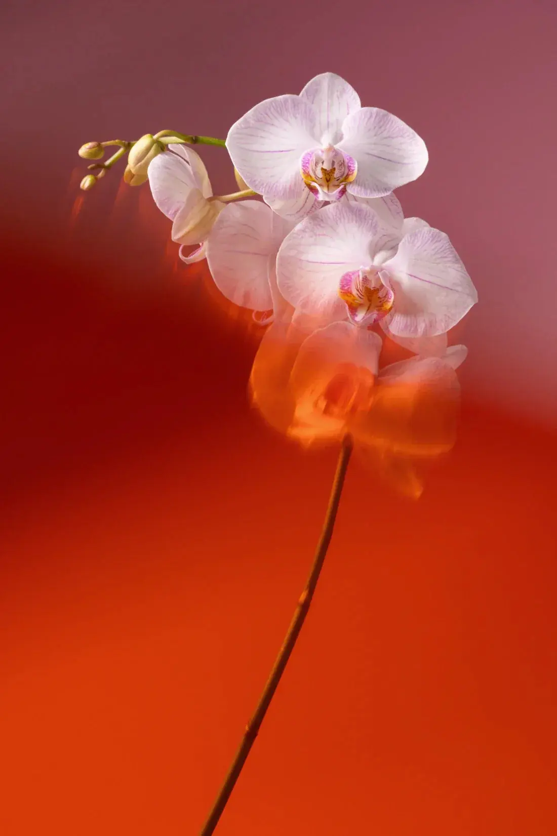 Blushing Orchid