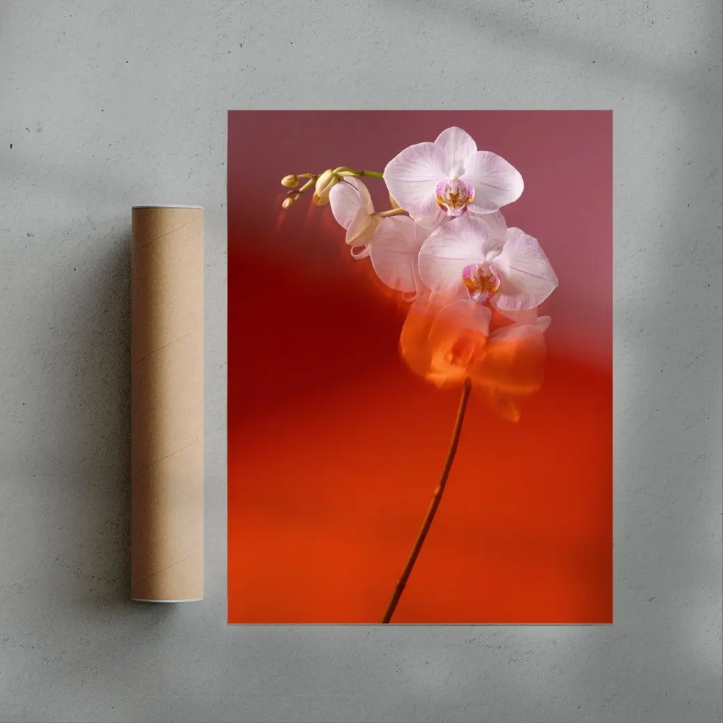 Blushing Orchid