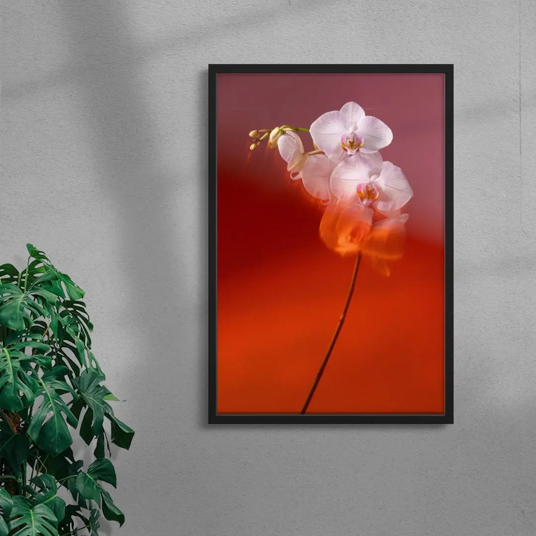 Blushing Orchid