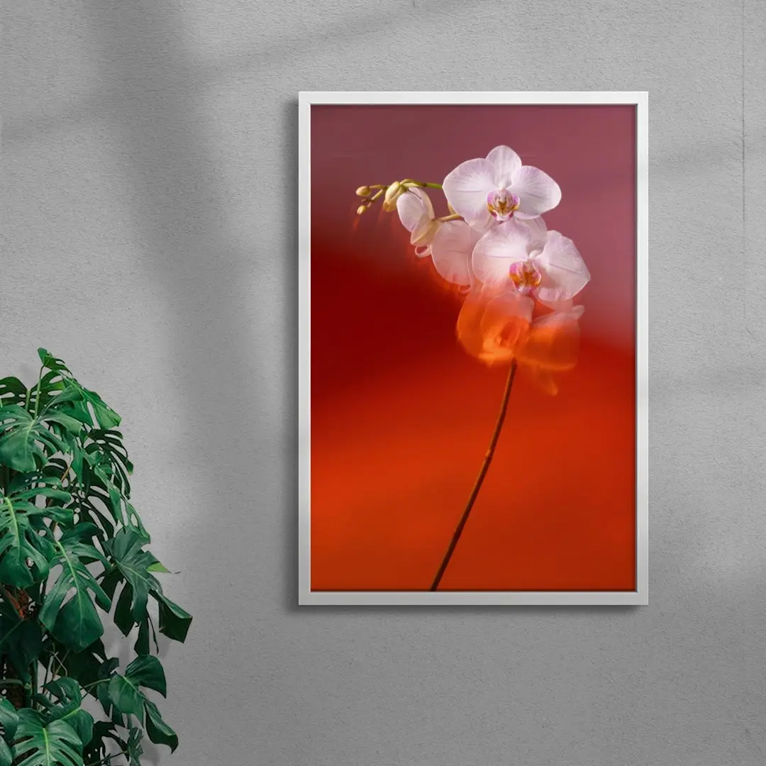 Blushing Orchid