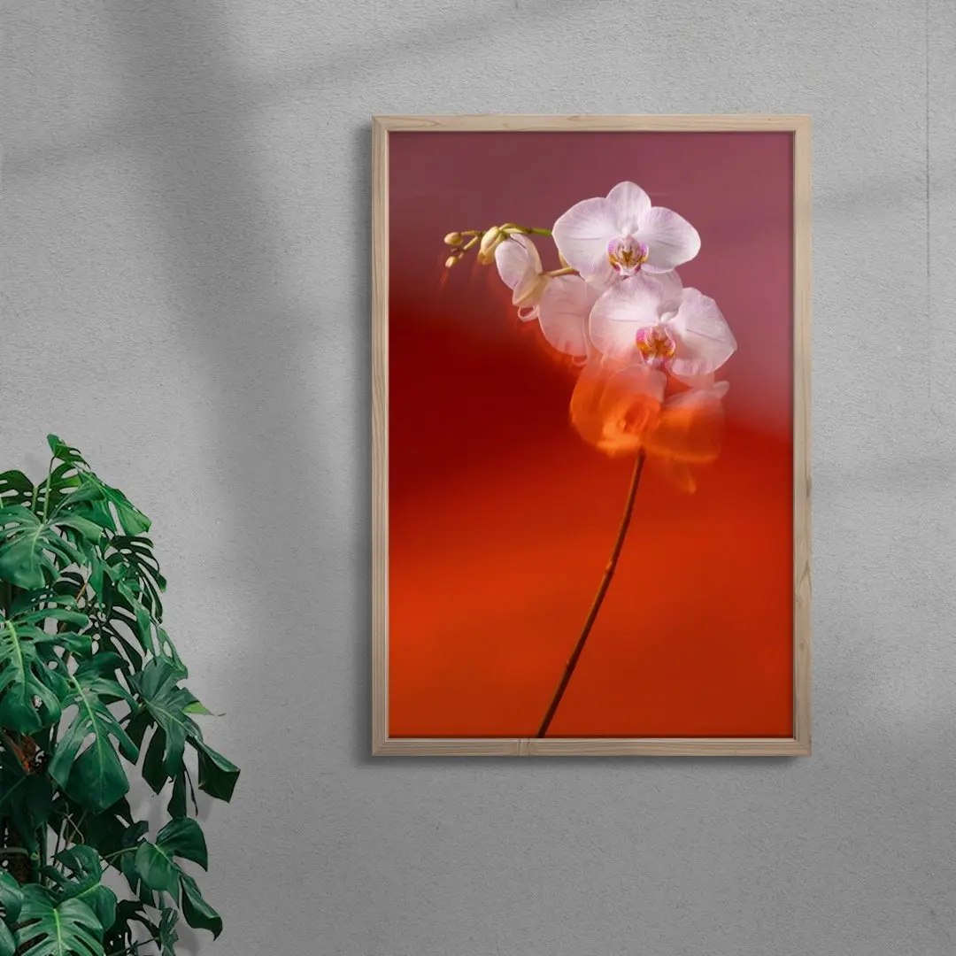 Blushing Orchid