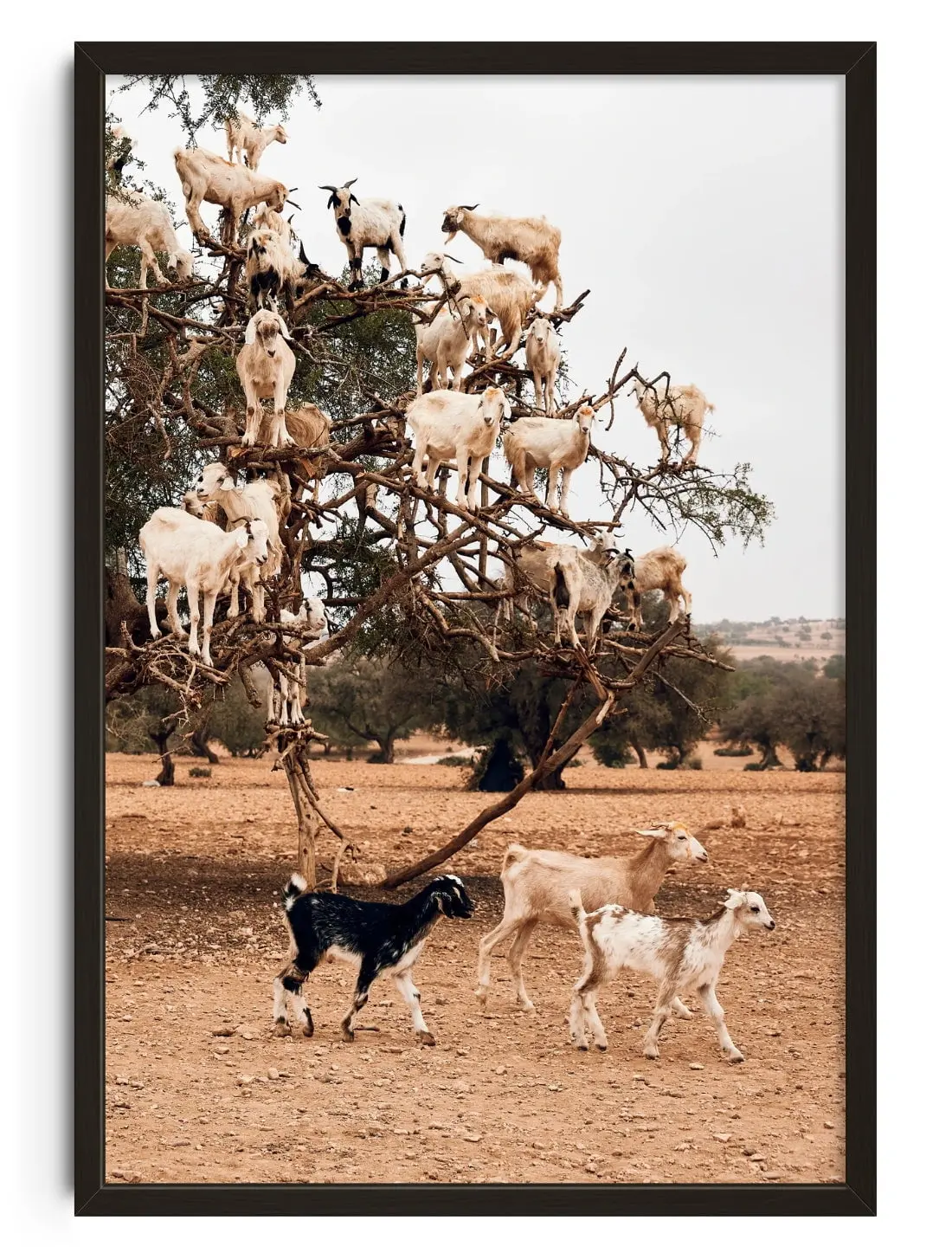 Goats