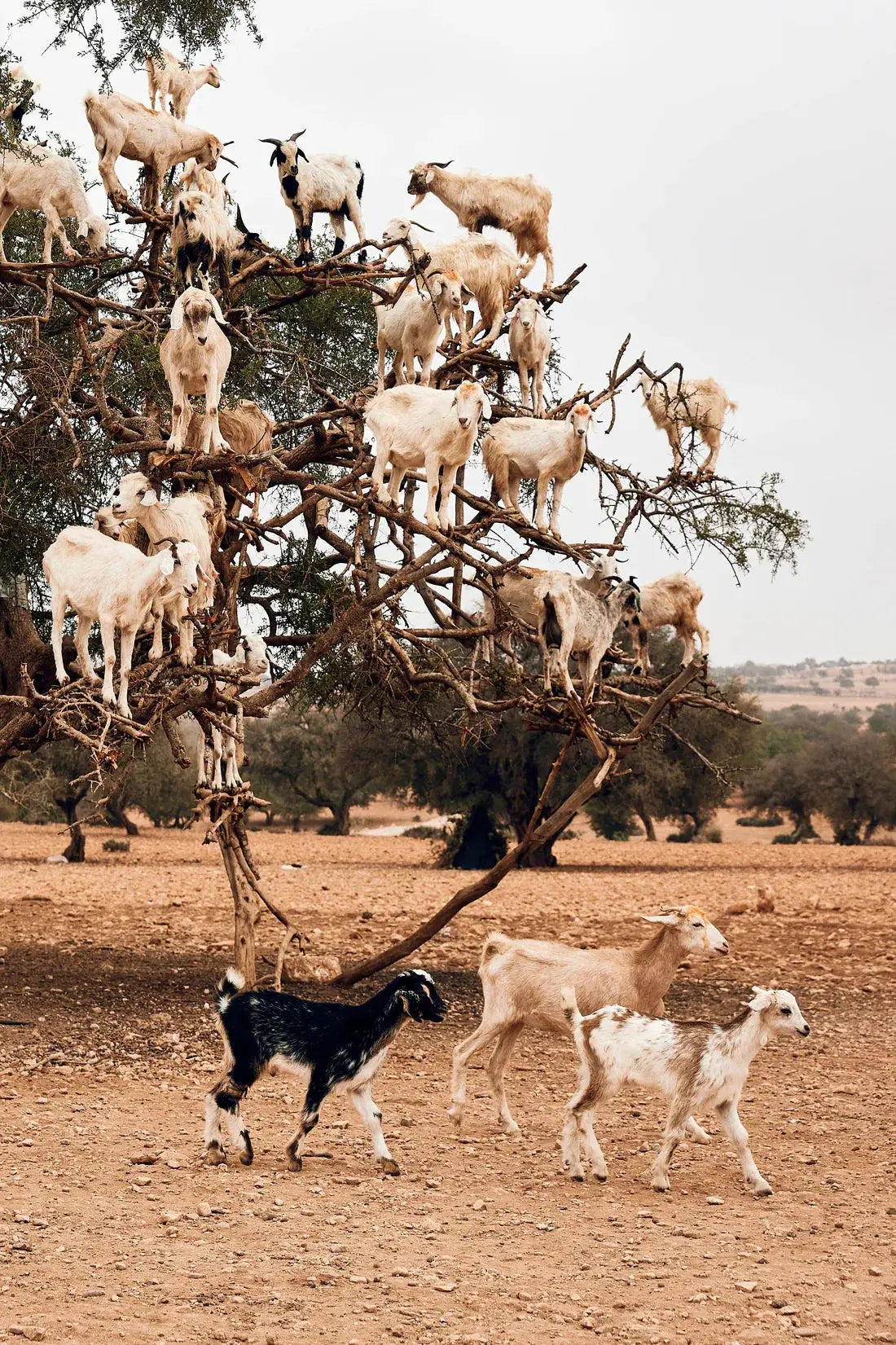 Goats