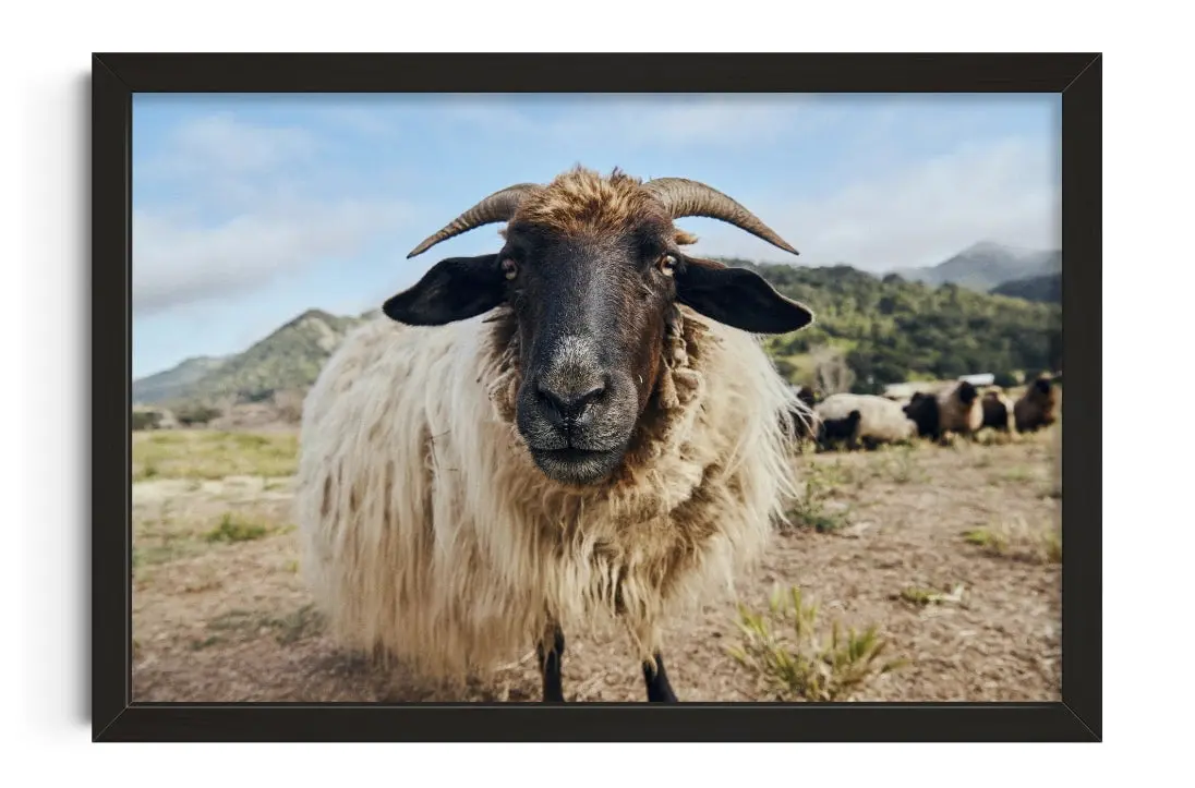 Ram Up Close
