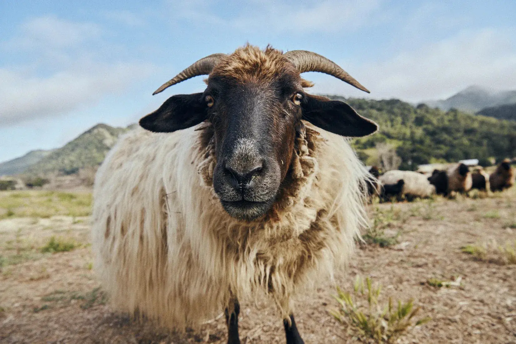 Ram Up Close