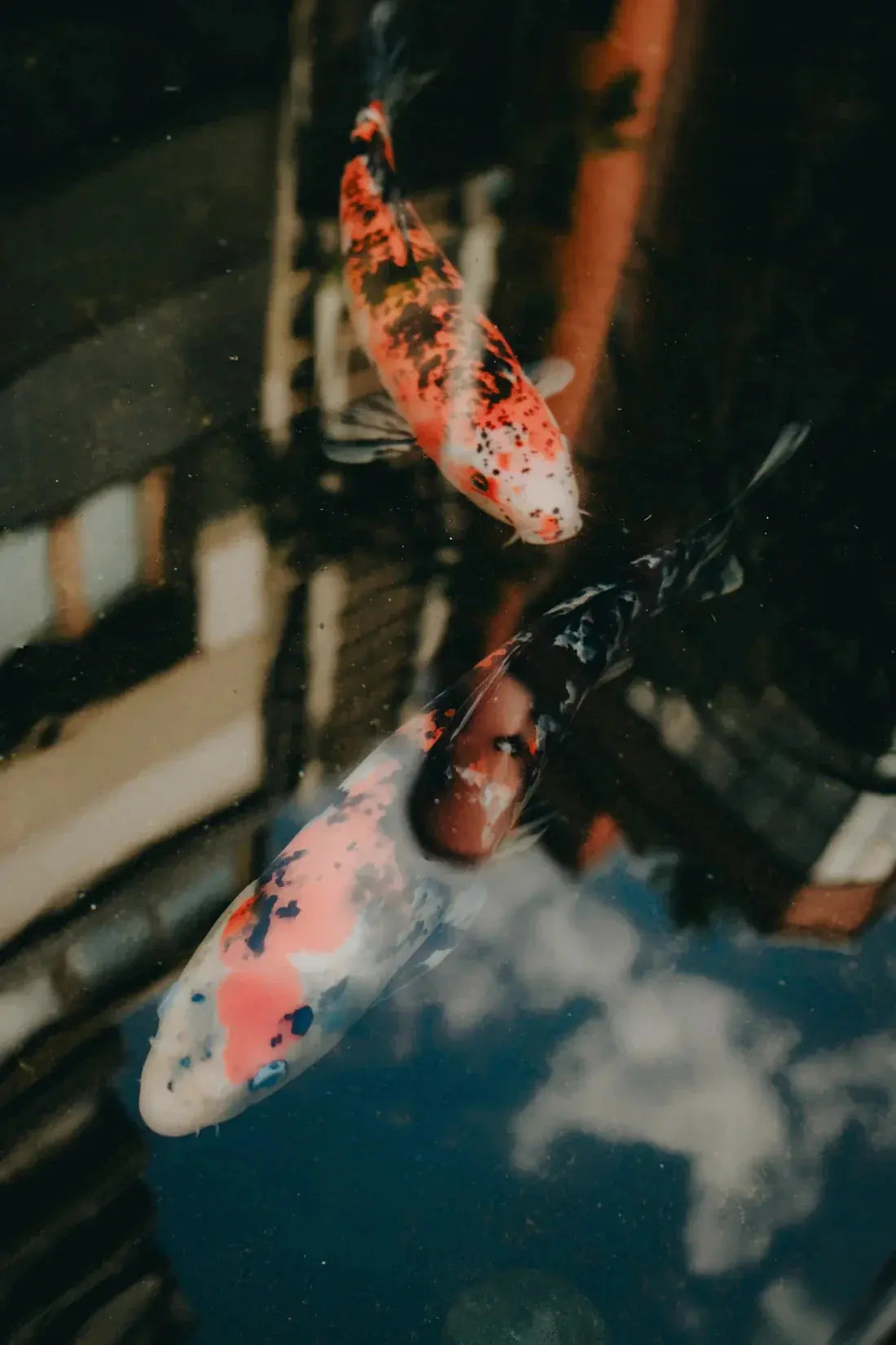Koi Reflections